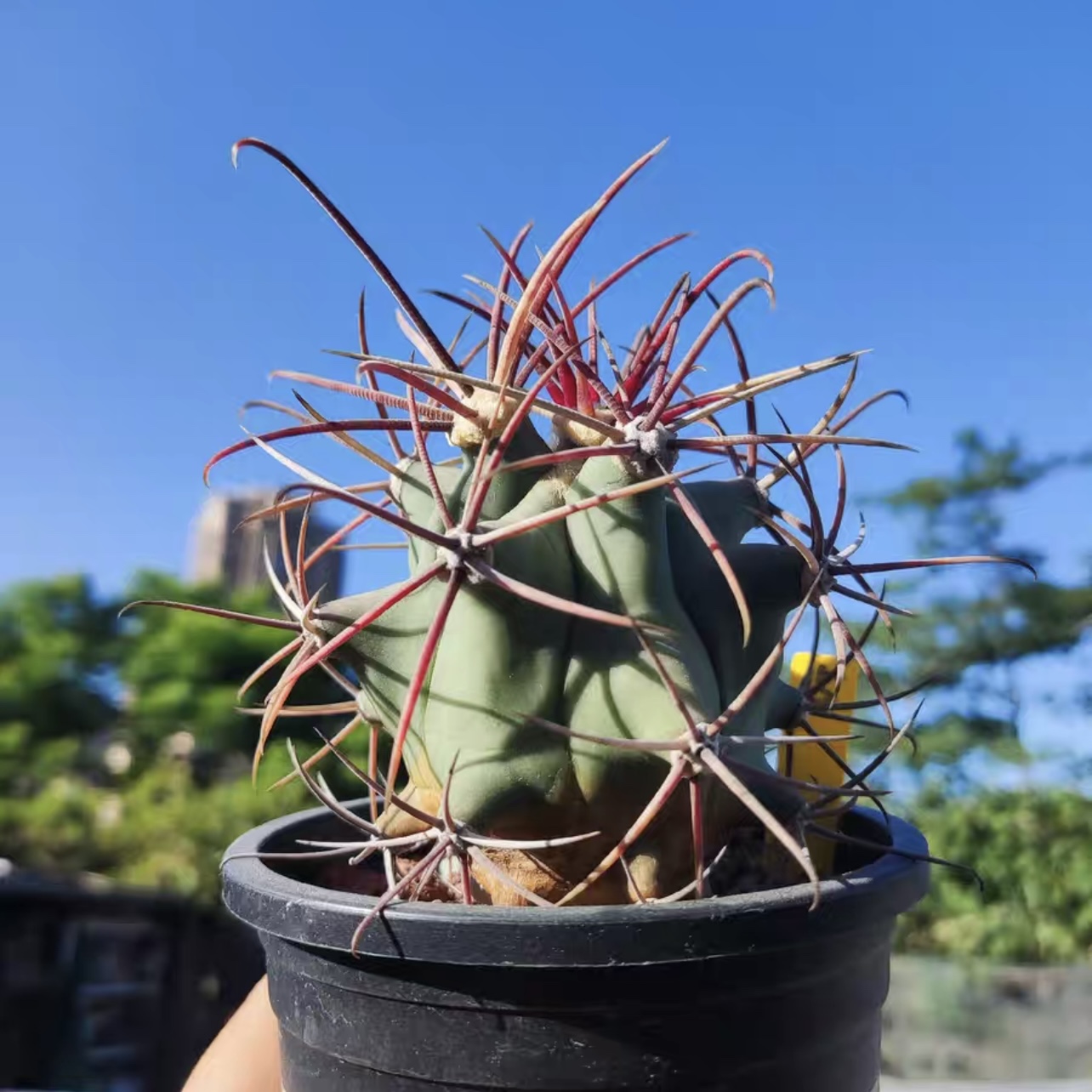 多肉植物实生仙人球 江守玉仙人球 办公室内防辐射盆栽 美观易养