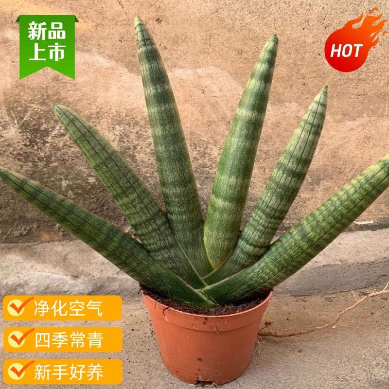 大颗棒叶虎皮兰佛手佛掌佛前香虎皮兰净化空气招财虎皮兰特大号