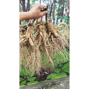 北长参白山特大新鲜人人参包新WVR鲜人参非林下参野山参顺东丰邮