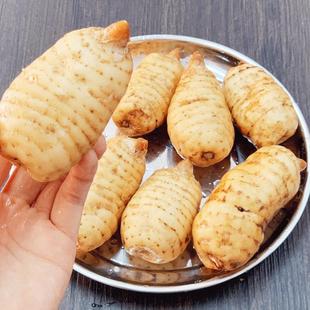 野外NLO生乌天麻特级云南昭通坝草新鲜老天麻小特湿麻现级挖现发