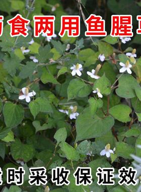 耳鱼腥草干品新货050g药食UZR两用鱼心天草折根贵州特产然野采鱼