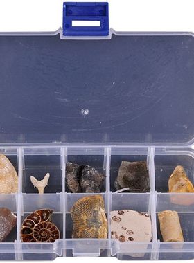 10 pcs Ancient Fossili Paleontology for Kids Fossils Real