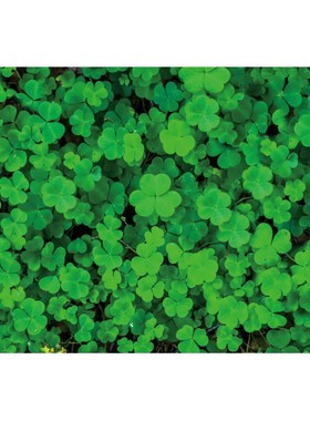 Holiday Backdrop Dark Green Clover From Photography Backgro