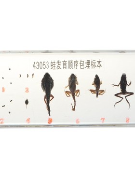 Lifecycle of a Frog Specimens Paperweight Educational Scien
