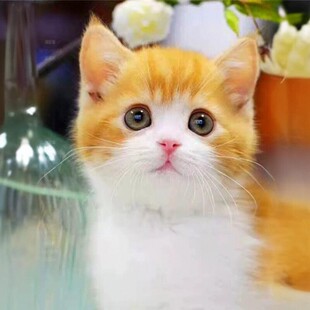 橘白猫橘猫中华田园猫白猫黑猫狸猫奶牛猫三花猫土猫幼崽猫咪活物