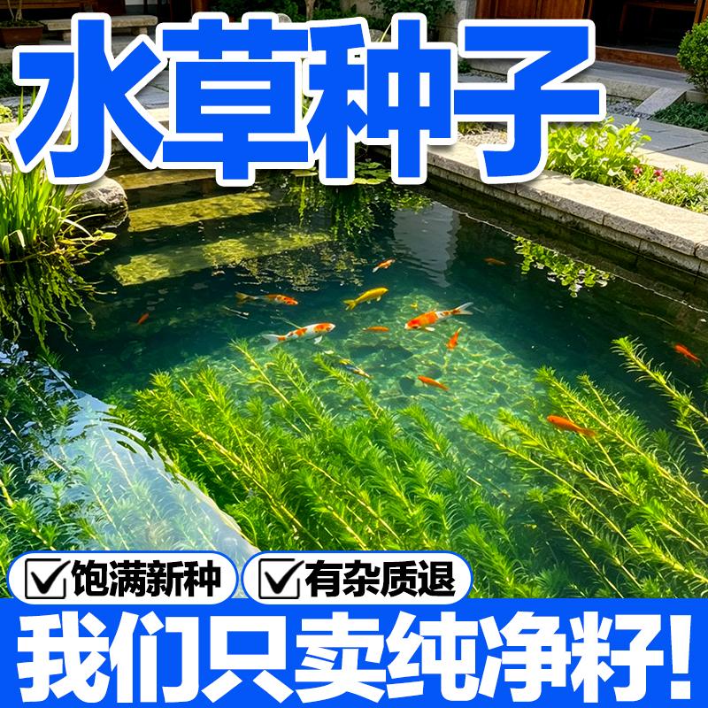 池塘景观水草种子净水增氧