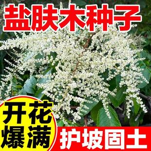 盐肤木种子中药材树五倍柴林木树种多年生蜜源植物观花五倍子种籽