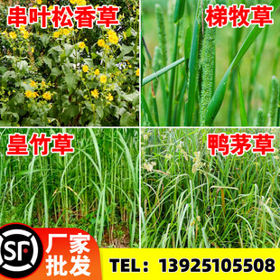 猫尾草籽四季常青皇竹草种子孑宠物兔子荷兰猪多年生牧草粮提摩西