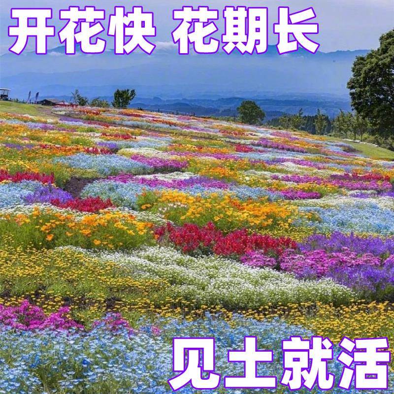 户外庭院组合花籽易活一年四季都开花室外春季播种花种子大全花子