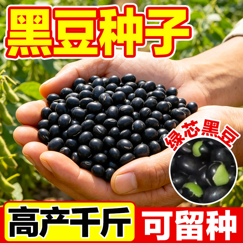 优选黑豆种子高产千斤可留种早熟图片