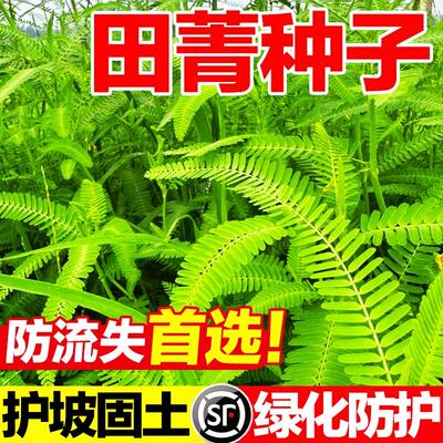 田菁种子高蛋白牧草高发芽率