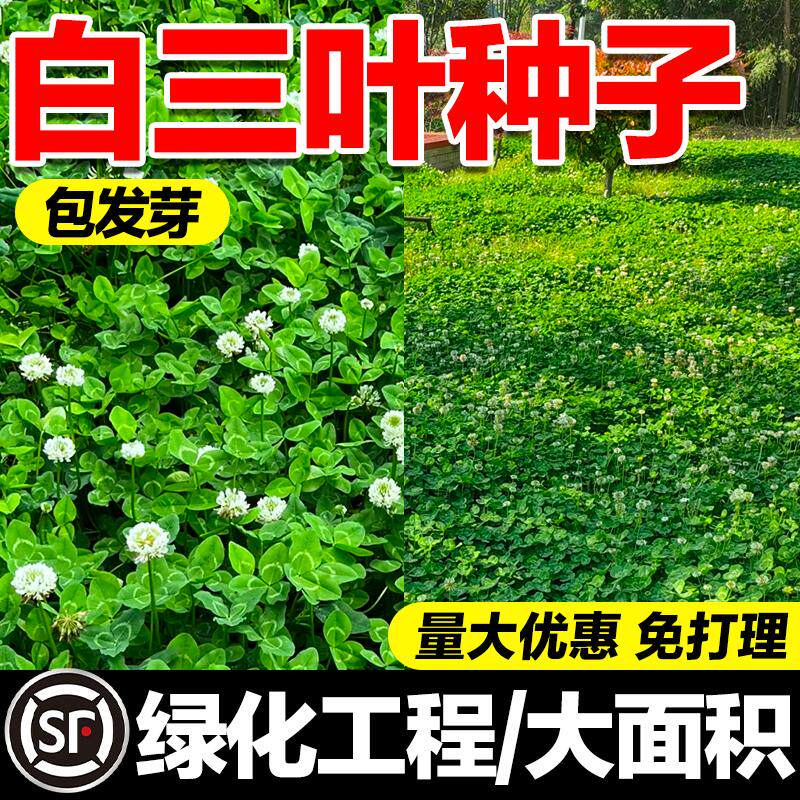 白三叶草种子耐热耐旱护坡固土草籽果园绿肥蜜源固氮红三叶草种子