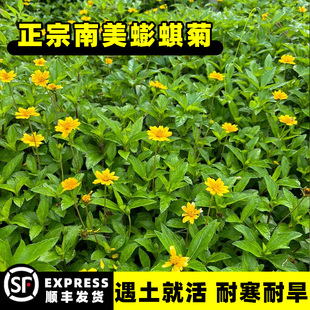 南美蟛蜞菊种子黄花墨菜黄花龙舌草野菊花田黄菊野生蟛蜞菊种子