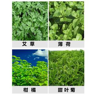 艾草脱叶机全自动大型艾817草叶分离机薄荷捋甜茎叶菊中草摘药叶