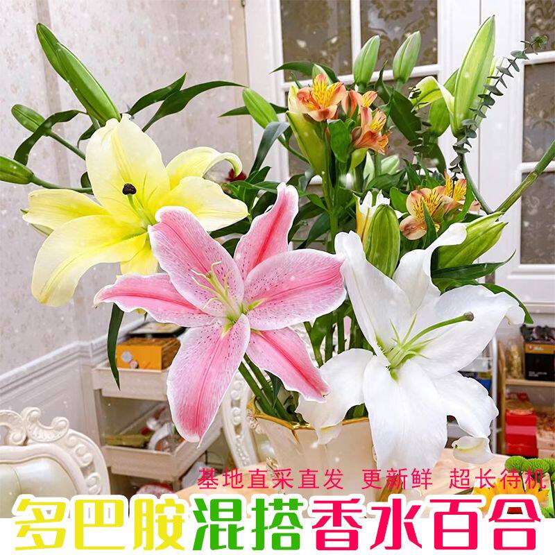 香水百合花鲜花云南基地直发昆明鲜切花花束家用水培插花速递同城