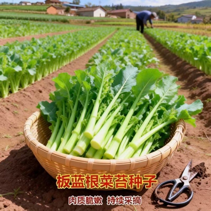板蓝根青菜种子速生肉质脆嫩持续采收菜苔种家庭园艺四季可播