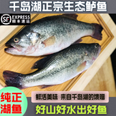 淳安千岛湖纯天然原生态淡水鲜嫩鲈鱼新鲜现捞食用非海鲈鱼不缺重