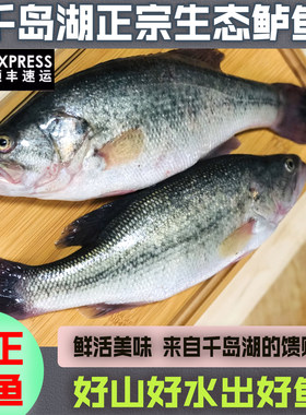 千岛湖原生态鲈鱼现捕现捞