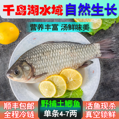 野捕整条鱼千岛湖滋补土鲫鱼新鲜