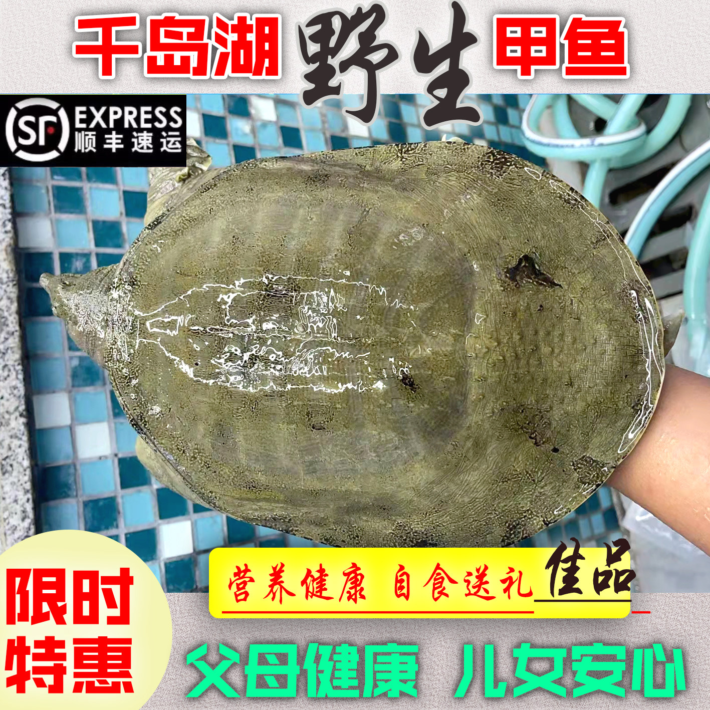 千岛湖渔民捕获生态甲鱼土鳖王八鲜活滋补煲汤活鱼食用甲鱼顺丰包