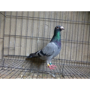 鸽子 赛鸽 信鸽 种鸽 幼鸽 成绩鸽 天落鸟 血统鸽 詹森老白眼雄