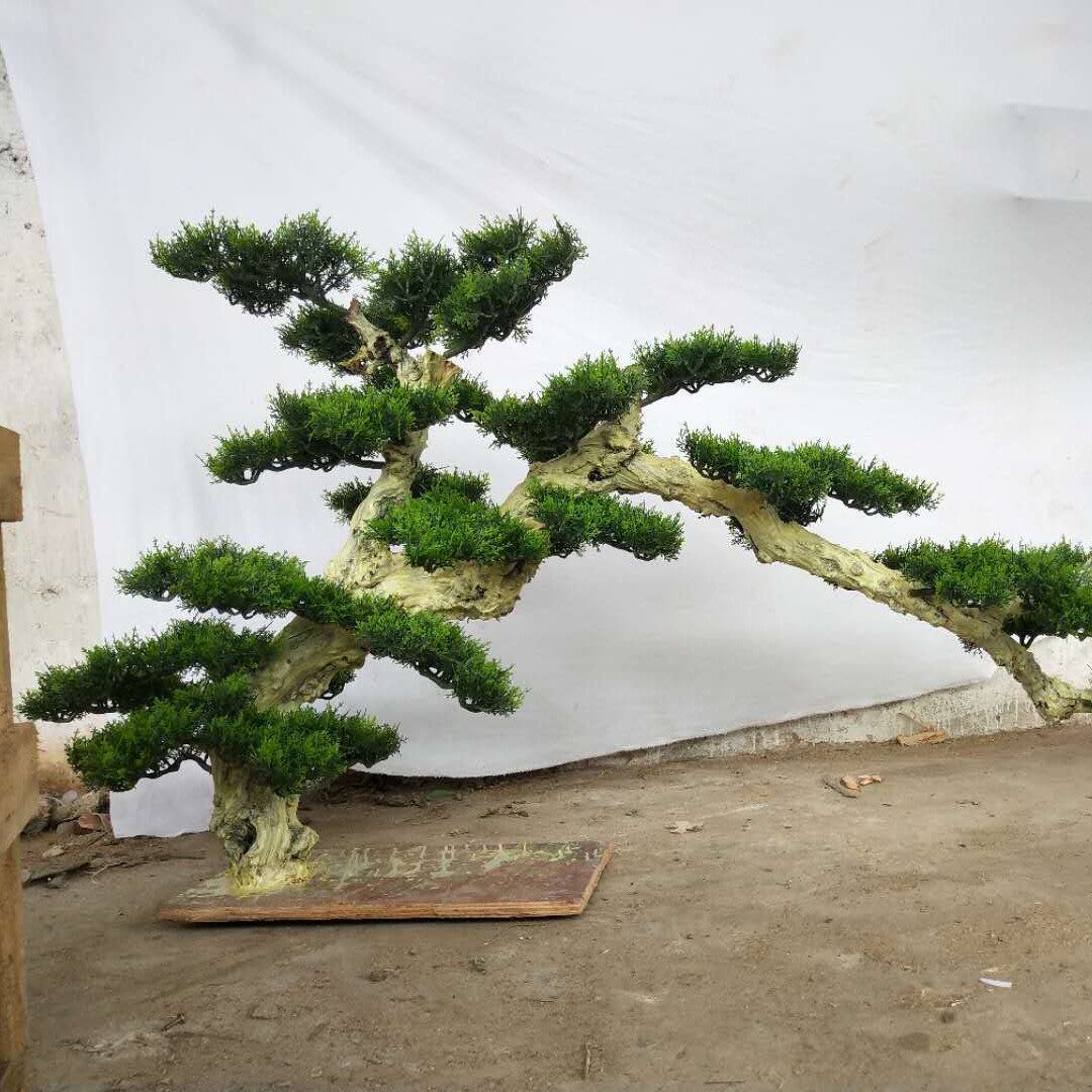2018东莞仿真松柏庭院苗木可定假常绿乔木松树造型松柏树特殊造型