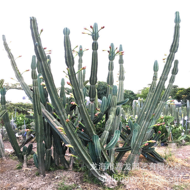 大型仙人柱植物量天尺造景仙人柱盆栽室内温室景观仙人掌批发基地