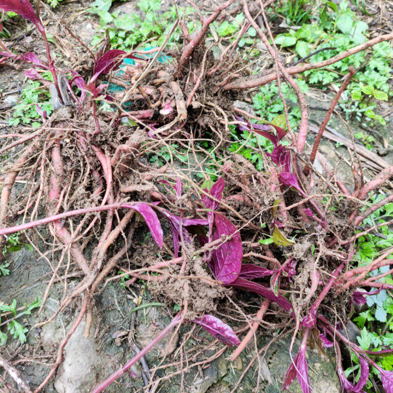 山里新鲜现挖红牛膝柳叶牛膝怀牛膝根系包邮