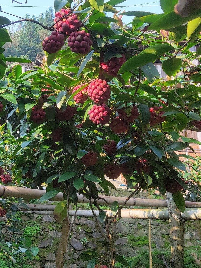 黑老虎带土杯带藤叶发冷饭团布福娜四季常青盆栽庭院观花赏果绿植