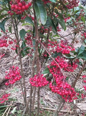 朱砂根富贵籽子大罗伞红铜盘黄金万两四季常青中药材