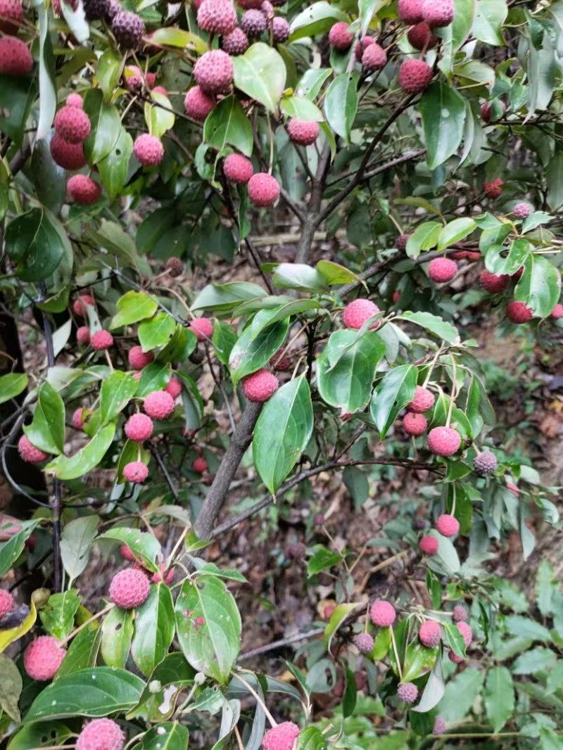 山荔枝野荔枝四照花绿植盆栽庭院鸡素果四季常青观花赏果现挖包邮