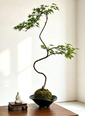 简约苔藓球流泉枫植物底盘室内中式桌面禅意装饰花器陶瓷水培花盆