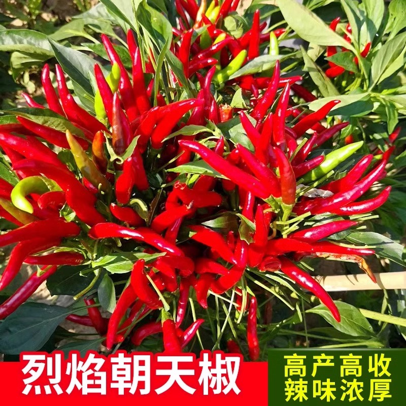 朝天椒种籽指天椒苗盆栽小米辣椒种孑四季蔬菜种子七彩椒杭椒线椒