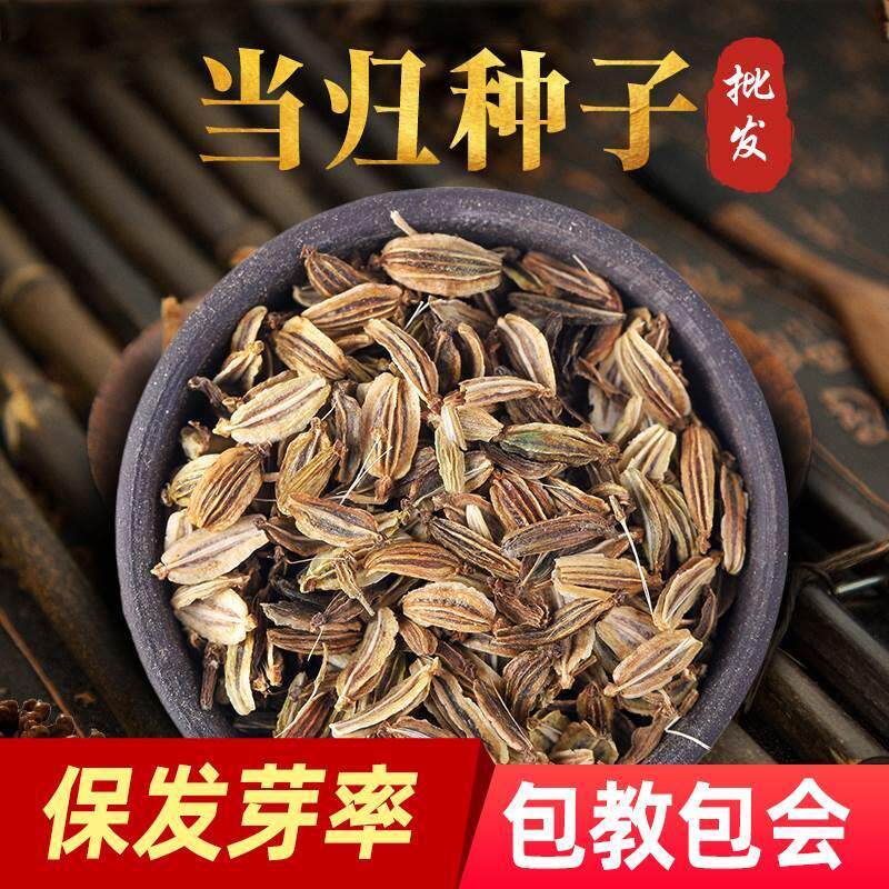 当归种子野生中药正品纯新当归种籽岷县中药材苗苦参种籽党参种孑图片