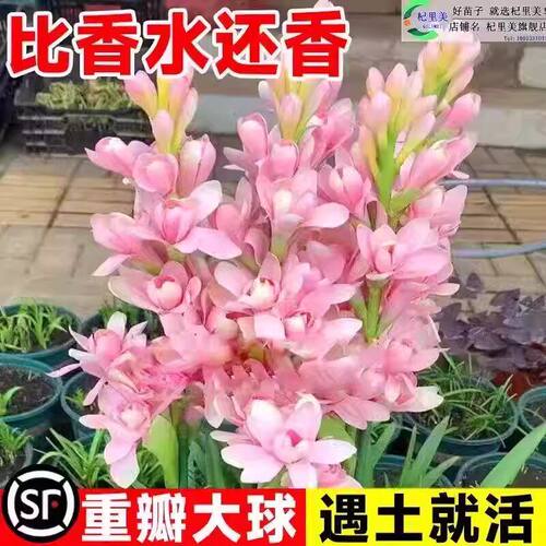 浓香型晚香玉重瓣种球多年生庭院阳台绿植花卉盆栽耐寒耐热花种子