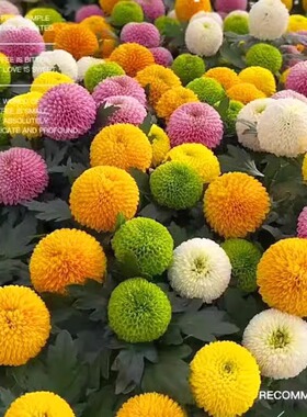 乒乓菊花种子易播种四季春秋播种开花小雏菊室内外花卉盆栽花种籽