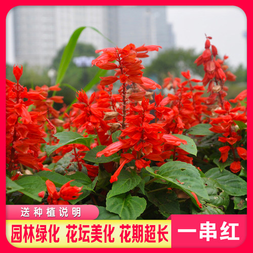 一串红种子四季多年生阳台庭院盆栽一串蓝花苗象牙红串串红花种籽