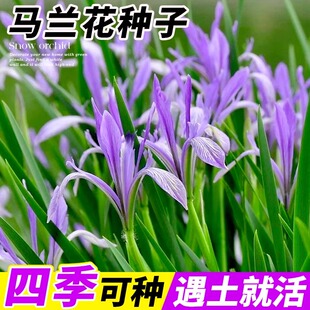 马兰花籽四季易种开花马莲种子春秋庭院耐寒多年生马蔺蝴蝶兰种孑