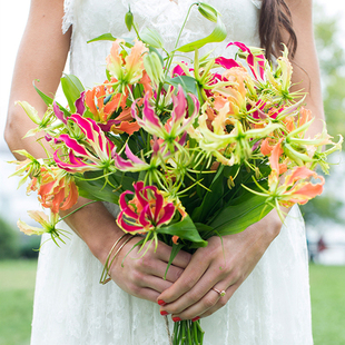 进口嘉兰百合火焰百合根块种球懒人易种花园阳台花卉耐寒植物种籽