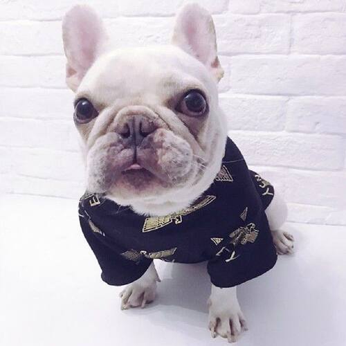 Quality Cute Black Paw Printed Dog Clothes Cotton Vest