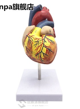 1 1 Human Heart Model, Anatomically Accurate Heart Model Li