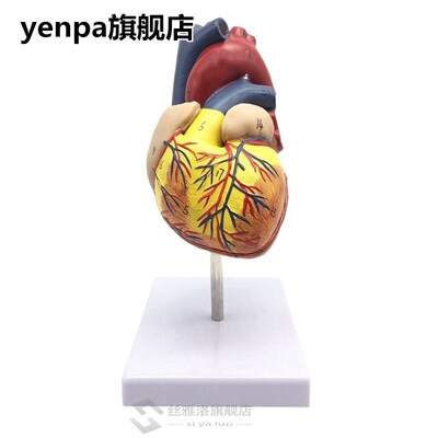 1 1 Human Heart Model, Anatomically Accurate Heart Model Li