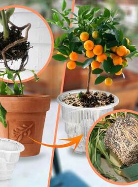 Orchid-Pots Planter Slotted Flower Clear Nursery-Garden Plas
