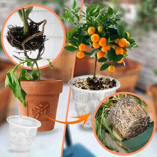 Orchid-Pots Planter Slotted Flower Clear Nursery-Garden Plas