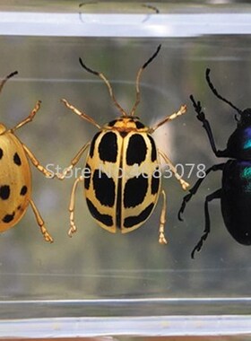 1piece Scarab Insect Speci Ladybug Beetle In Clear Resin Edu
