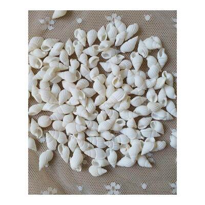 Free shipping 100pcs/lot natural white color sea shell snail