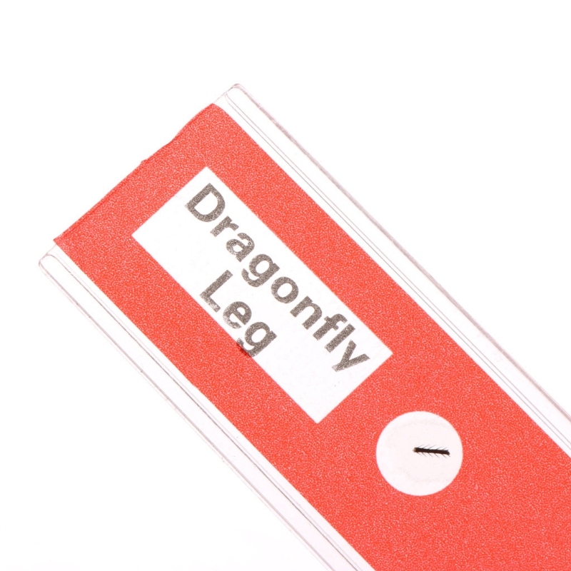 48 Pcs Prepared Microscope Slides Specimen Animals Insects