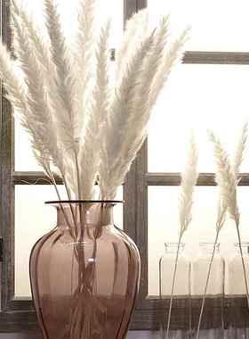 15 Pcs Dried Small Pampas Grass Phragmites Communis Decorati