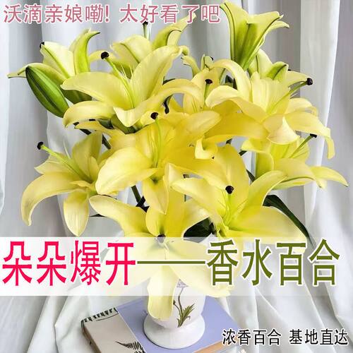 香水百合鲜花云南基地直发水培多