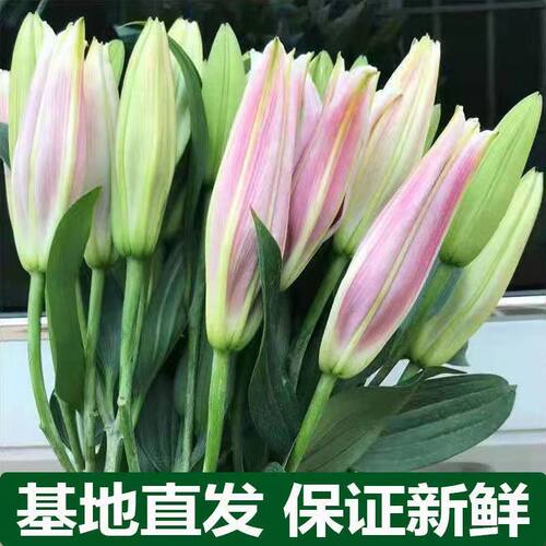 粉香水百合鲜花云南昆明基地直发